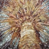 Markidis Mikelis - Palm Tree (120x90x4)